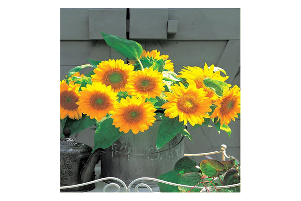 West Coast Seeds - Sunrich Gold Sunflowers - Premium Cut Flower Hybrid (1g)