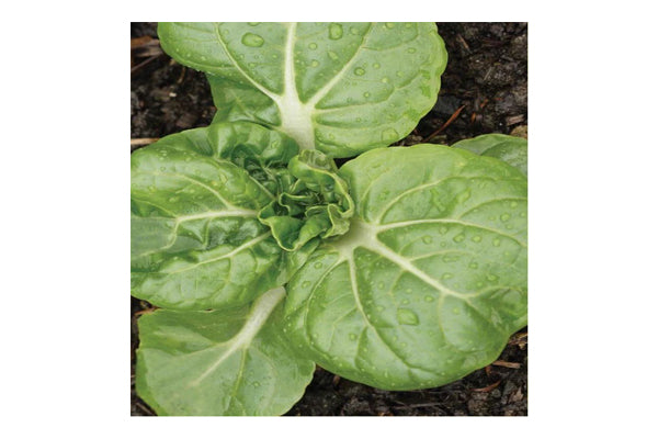 West Coast Seeds - Toy Choy Pac Choi (0.25g) - Miniature, Mild Flavor, Fast Growing