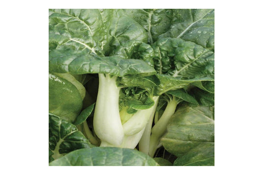 West Coast Seeds - Toy Choy Pac Choi (0.25g) - Miniature, Mild Flavor, Fast Growing