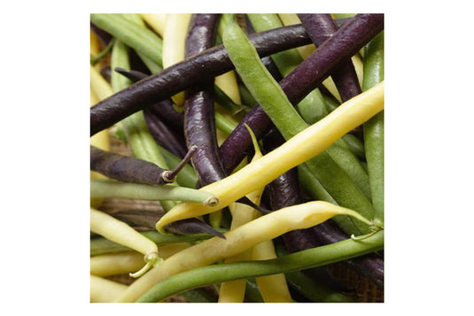 West Coast Seeds - Tricolor Bush Bean Blend (30g) - Vibrant and High-Yielding