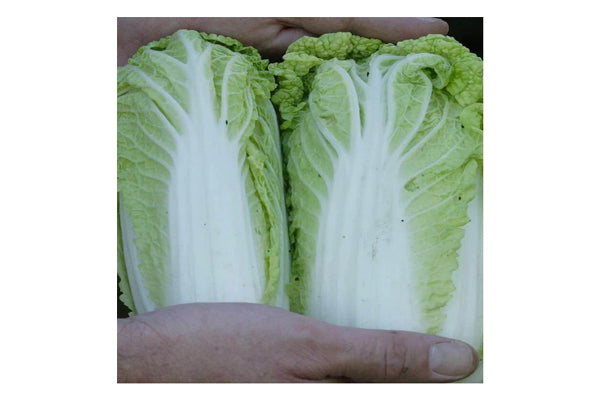 Load image into Gallery viewer, West Coast Seeds - Wa Wa Sai F1 Mini Napa Cabbage - Sui Choi (0.10g)
