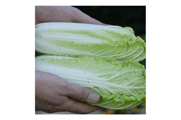 Load image into Gallery viewer, West Coast Seeds - Wa Wa Sai F1 Mini Napa Cabbage - Sui Choi (0.10g)
